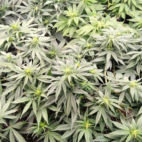 White Widow #4 growlog timeline photo