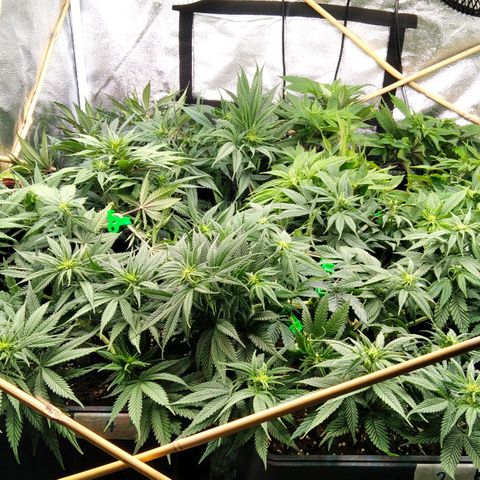 White Widow #4 growlog timeline photo
