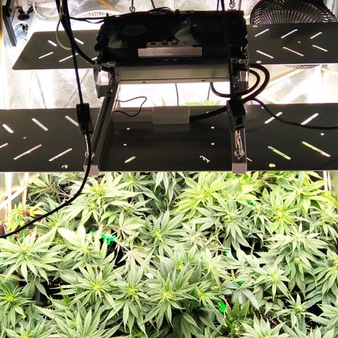 White Widow #4 growlog timeline photo