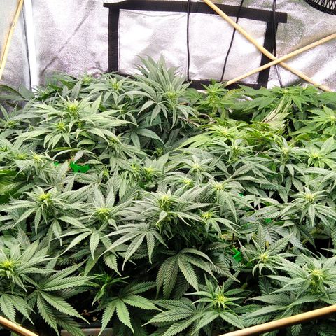 White Widow #4 growlog timeline photo
