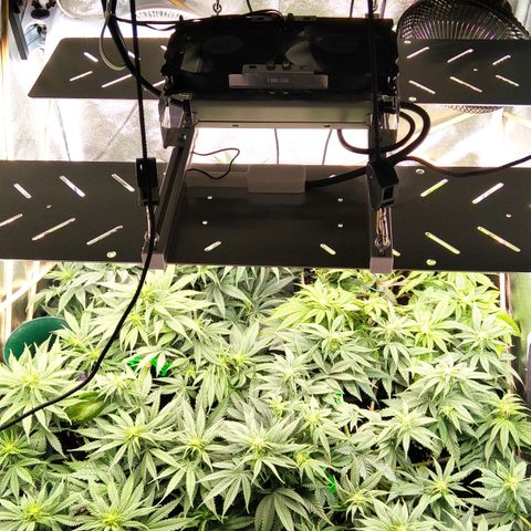 White Widow #4 growlog timeline photo