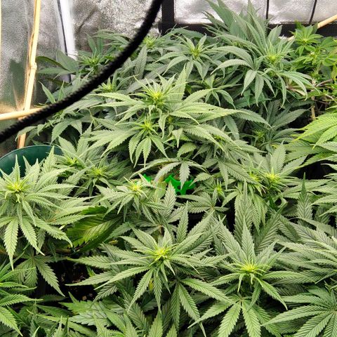 White Widow #4 growlog timeline photo