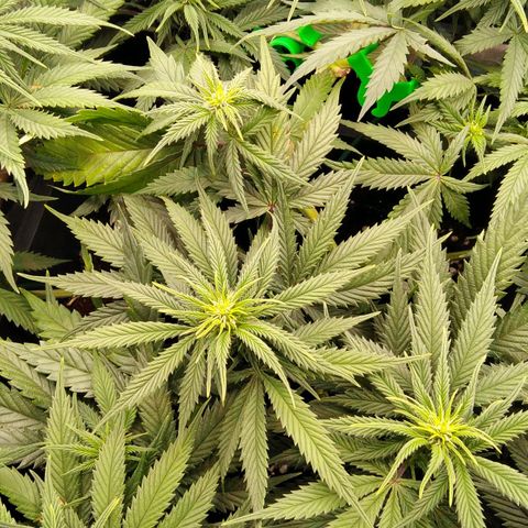 White Widow #4 growlog timeline photo