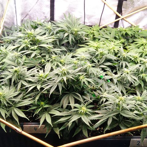 White Widow #4 growlog timeline photo