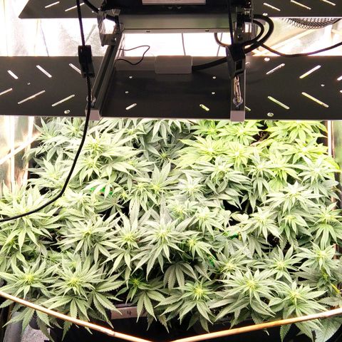 White Widow #4 growlog timeline photo