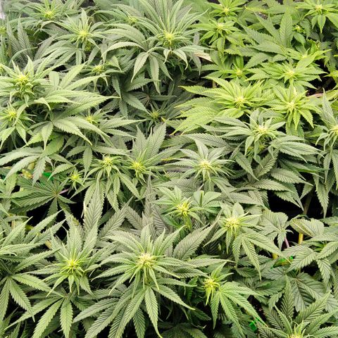 White Widow #4 growlog timeline photo