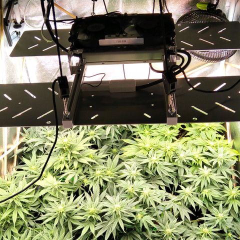 White Widow #4 growlog timeline photo