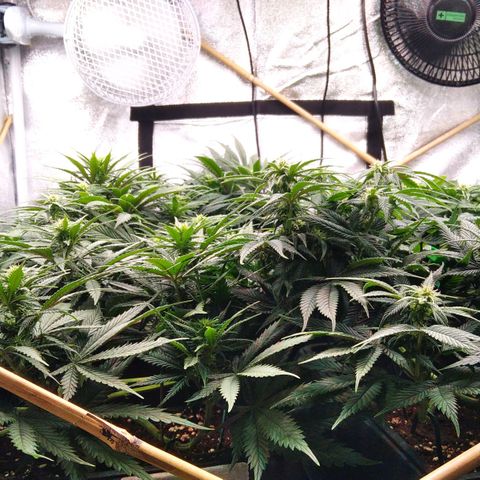 White Widow #4 growlog timeline photo
