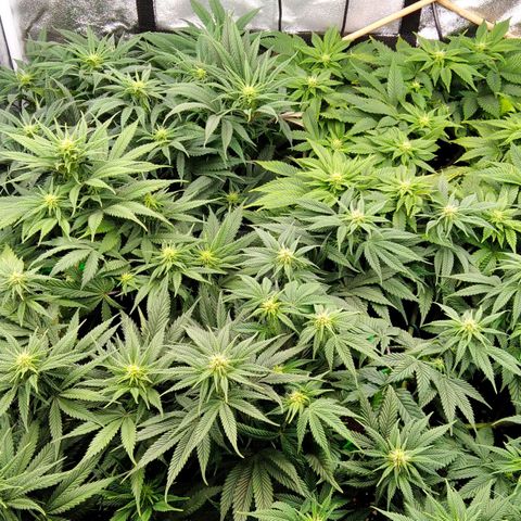 White Widow #4 growlog timeline photo