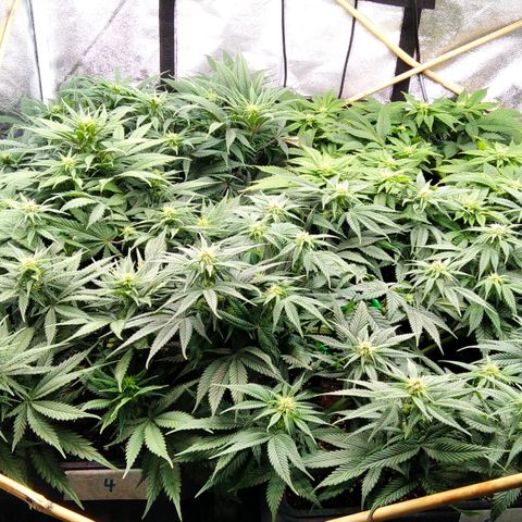 White Widow #4 growlog timeline photo