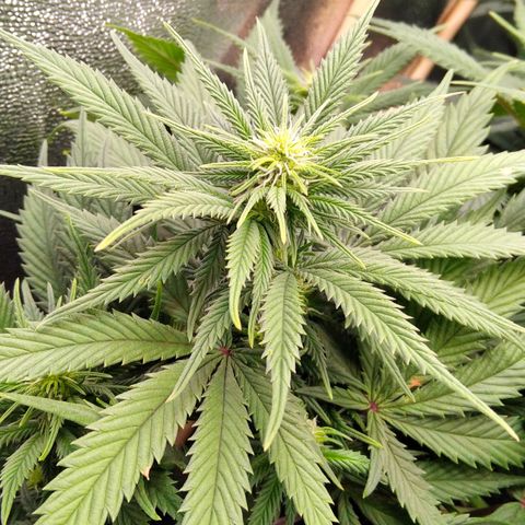 White Widow #4 growlog timeline photo