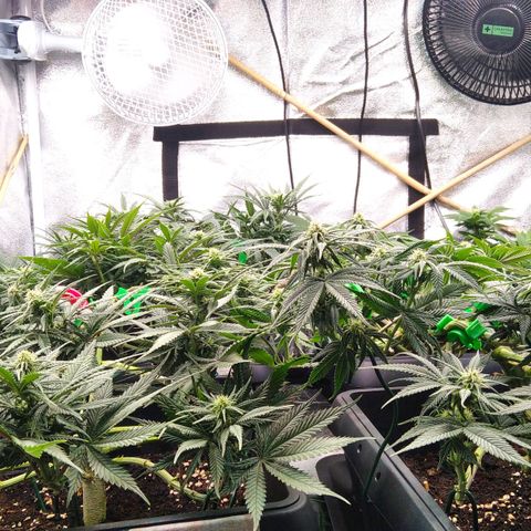 White Widow #4 growlog timeline photo