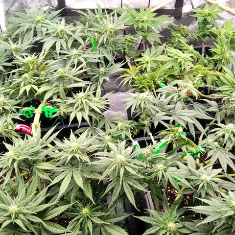 White Widow #4 growlog timeline photo