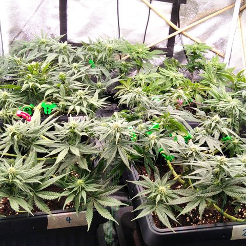 White Widow #4 growlog timeline photo