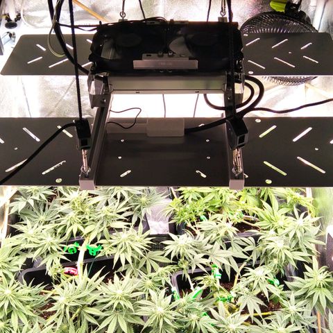 White Widow #4 growlog timeline photo