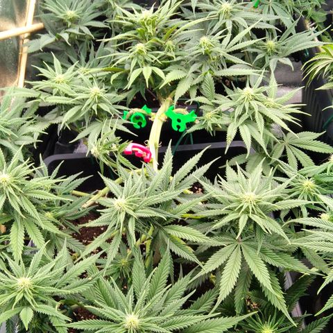 White Widow #4 growlog timeline photo