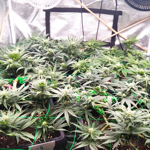 White Widow #4 growlog timeline photo