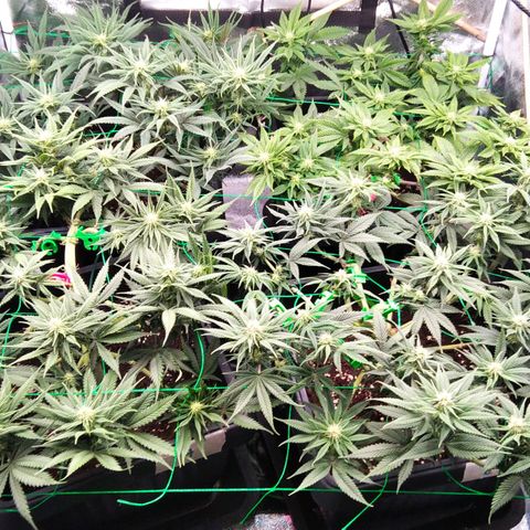 White Widow #4 growlog timeline photo