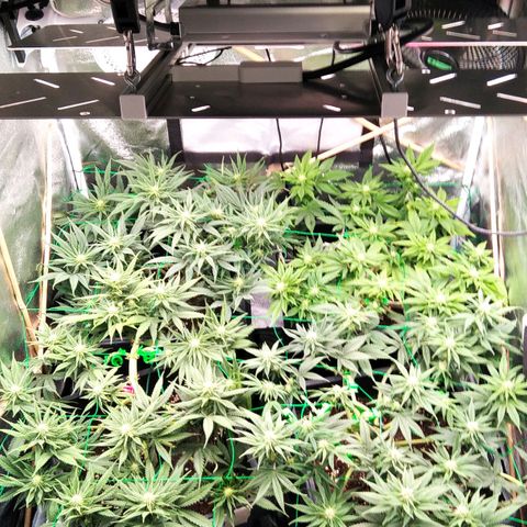 White Widow #4 growlog timeline photo