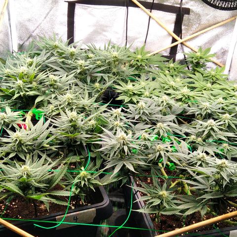 White Widow #4 growlog timeline photo