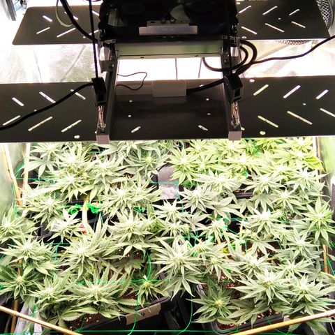 White Widow #4 growlog timeline photo
