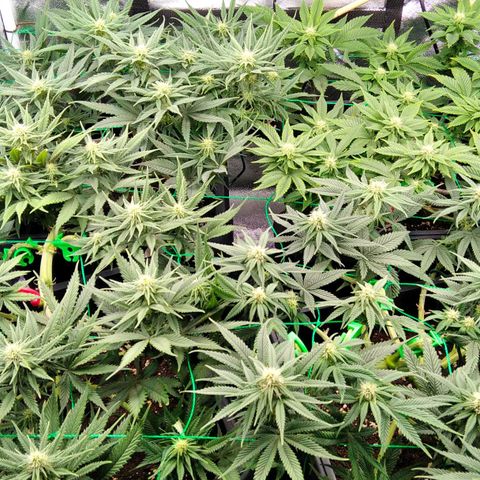 White Widow #4 growlog timeline photo
