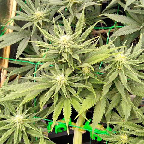 White Widow #4 growlog timeline photo