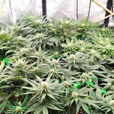 White Widow #4 growlog timeline photo