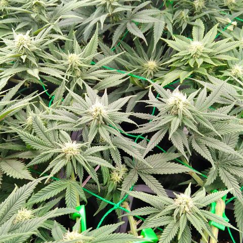 White Widow #4 growlog timeline photo