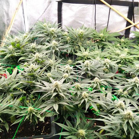 White Widow #4 growlog timeline photo