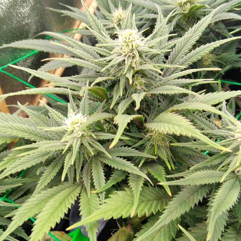 White Widow #4 growlog timeline photo