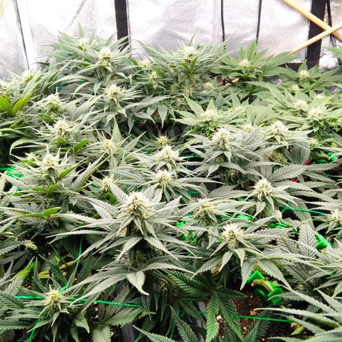 White Widow #4 growlog timeline photo