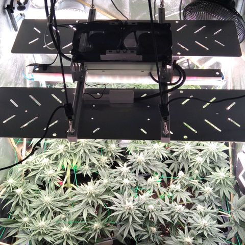 White Widow #4 growlog timeline photo
