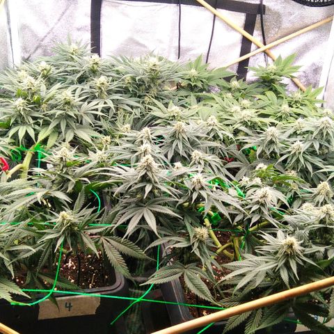 White Widow #4 growlog timeline photo