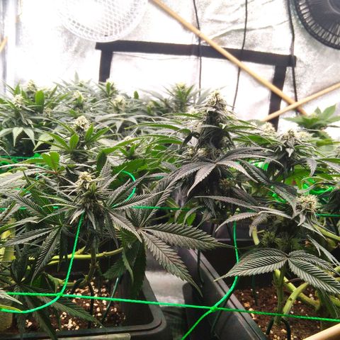White Widow #4 growlog timeline photo