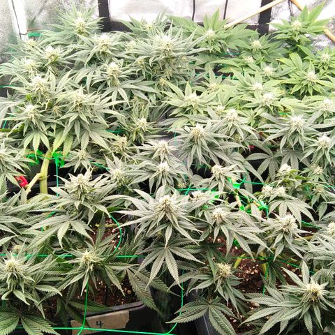 White Widow #4 growlog timeline photo