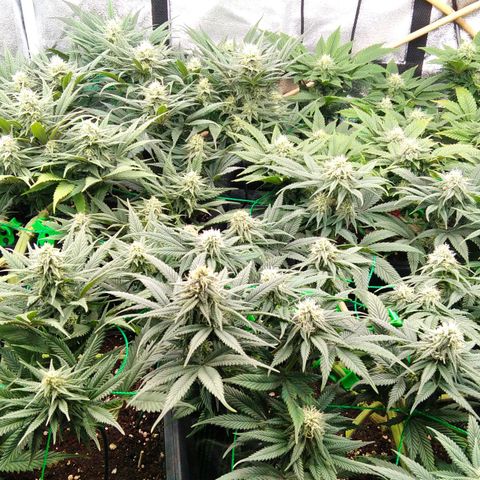 White Widow #4 growlog timeline photo
