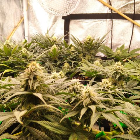 White Widow #4 growlog timeline photo