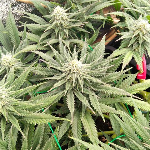 White Widow #4 growlog timeline photo