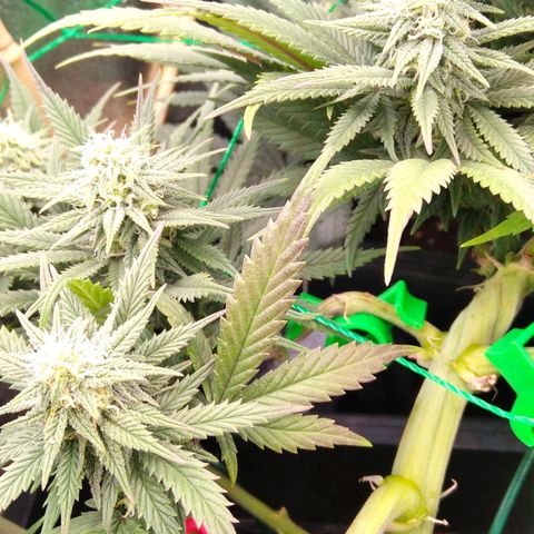 White Widow #4 growlog timeline photo