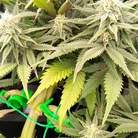 White Widow #4 growlog timeline photo