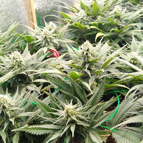 White Widow #4 growlog timeline photo