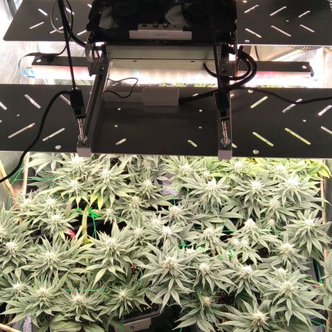 White Widow #4 growlog timeline photo