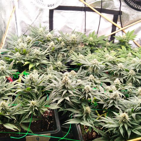 White Widow #4 growlog timeline photo