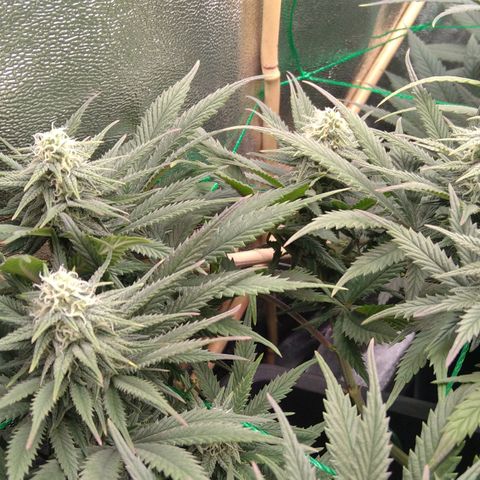White Widow #4 growlog timeline photo