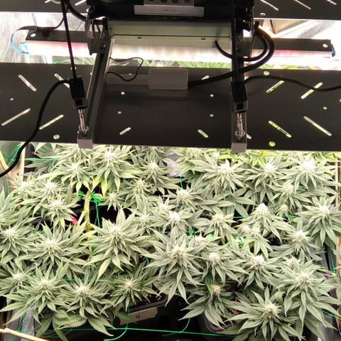 White Widow #4 growlog timeline photo