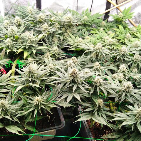 White Widow #4 growlog timeline photo