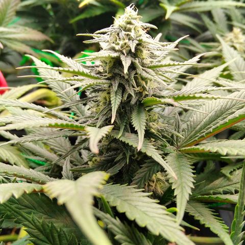 White Widow #4 growlog timeline photo