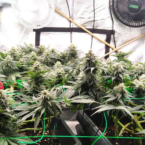 White Widow #4 growlog timeline photo
