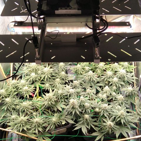 White Widow #4 growlog timeline photo